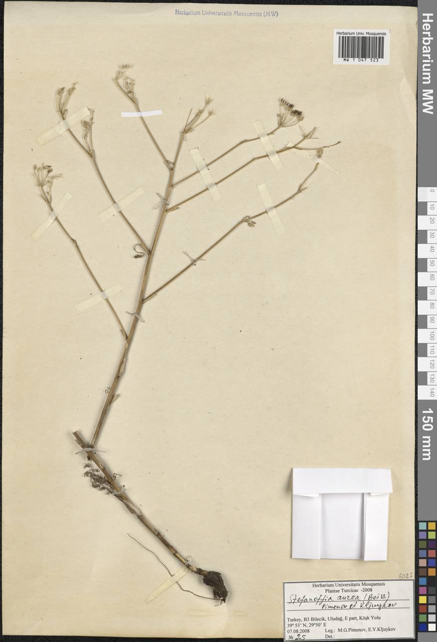 Elaeosticta aurea (Boiss.) Menemen, South Asia, South Asia (Asia outside ex-Soviet states and Mongolia) (ASIA) (Turkey)