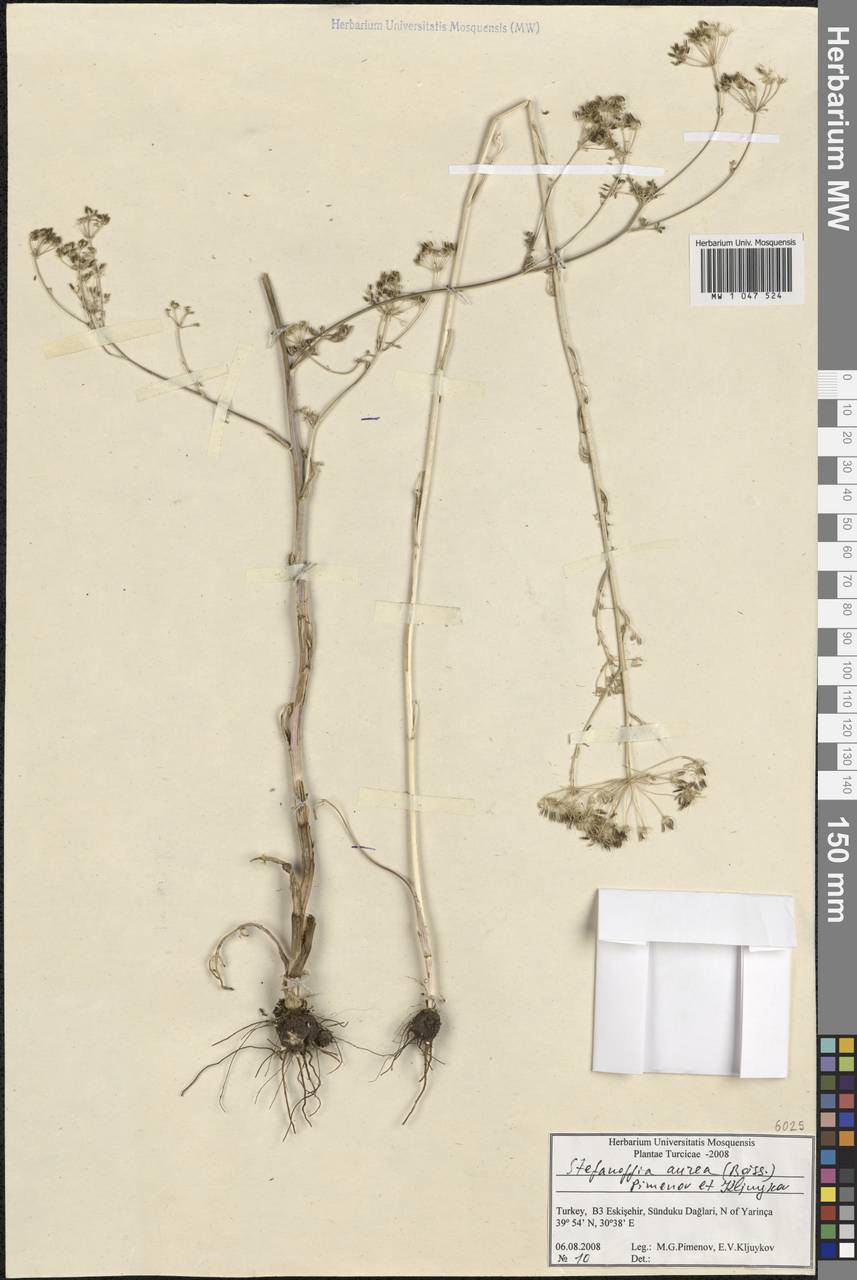 Elaeosticta aurea (Boiss.) Menemen, South Asia, South Asia (Asia outside ex-Soviet states and Mongolia) (ASIA) (Turkey)