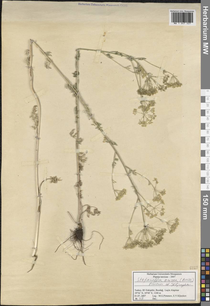 Elaeosticta aurea (Boiss.) Menemen, South Asia, South Asia (Asia outside ex-Soviet states and Mongolia) (ASIA) (Turkey)