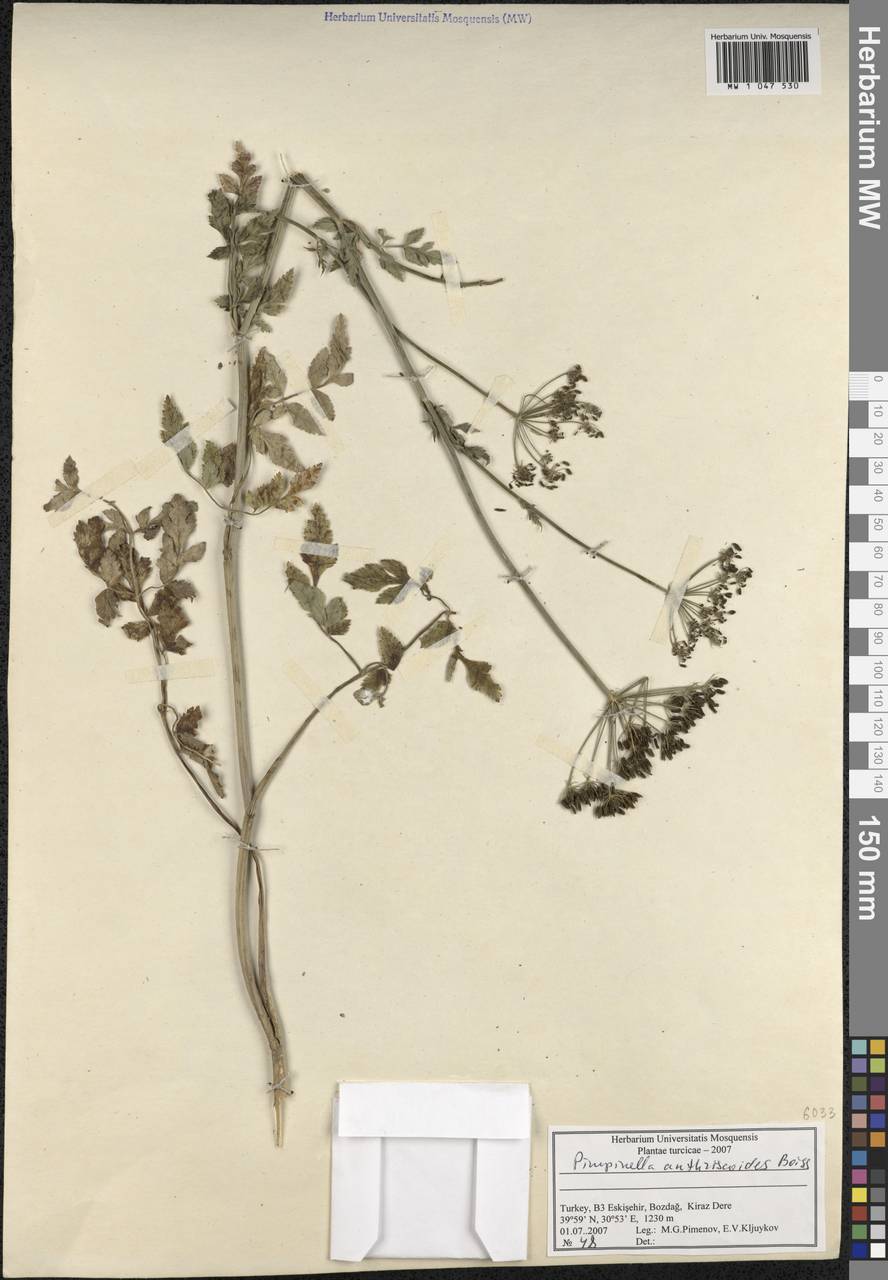 Aegopodium tribracteolatum Schmalh., South Asia, South Asia (Asia outside ex-Soviet states and Mongolia) (ASIA) (Turkey)