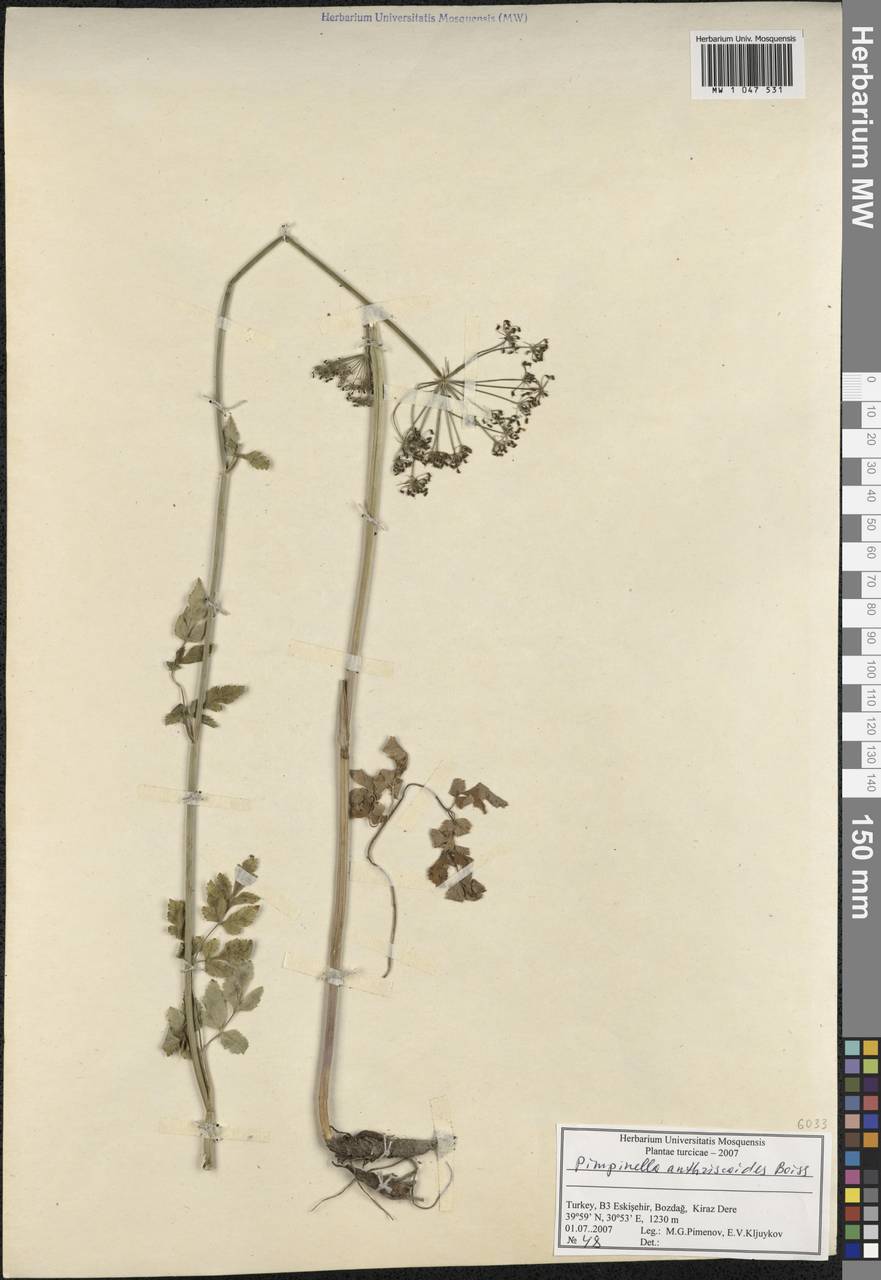 Aegopodium tribracteolatum Schmalh., South Asia, South Asia (Asia outside ex-Soviet states and Mongolia) (ASIA) (Turkey)