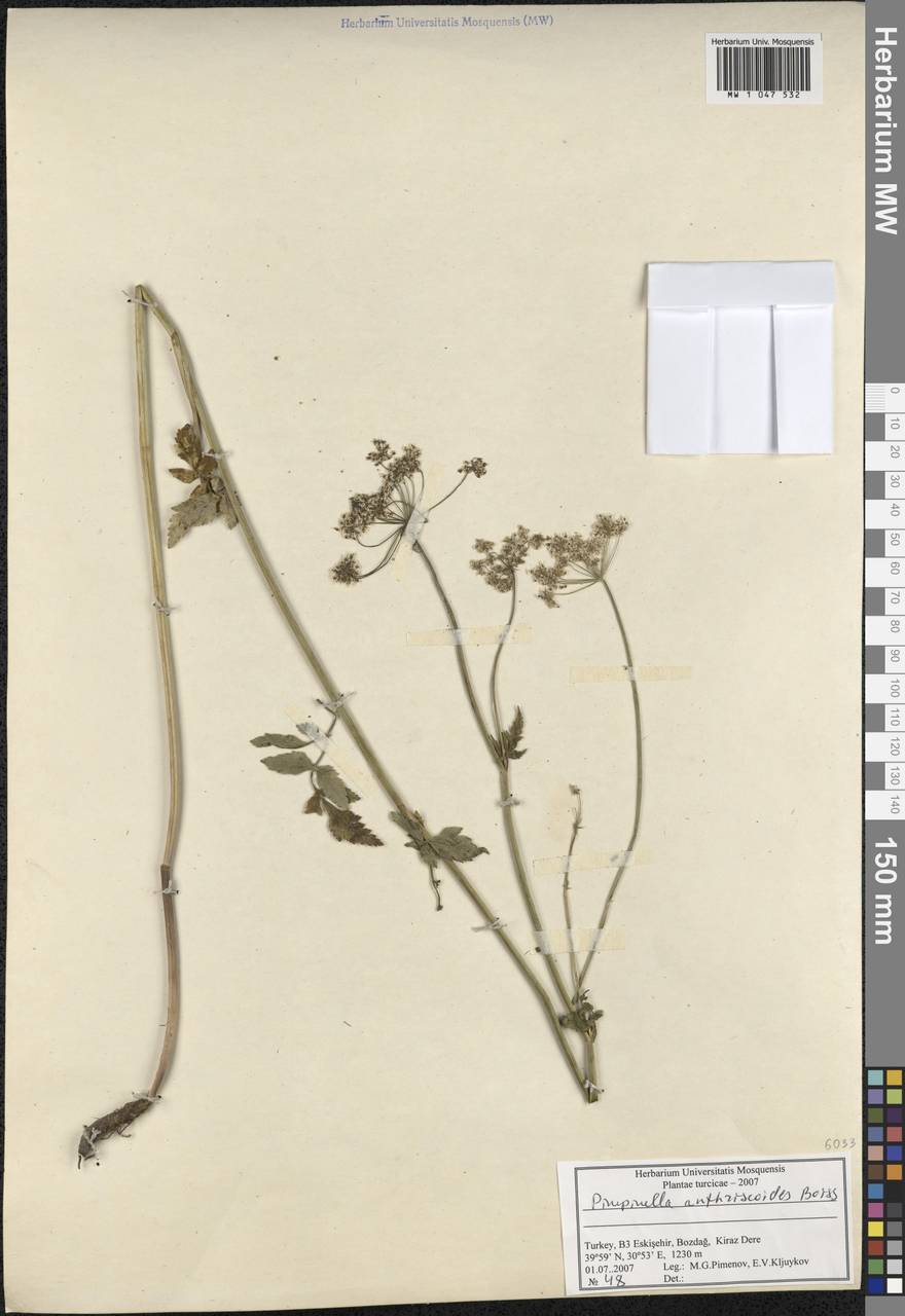 Aegopodium tribracteolatum Schmalh., South Asia, South Asia (Asia outside ex-Soviet states and Mongolia) (ASIA) (Turkey)