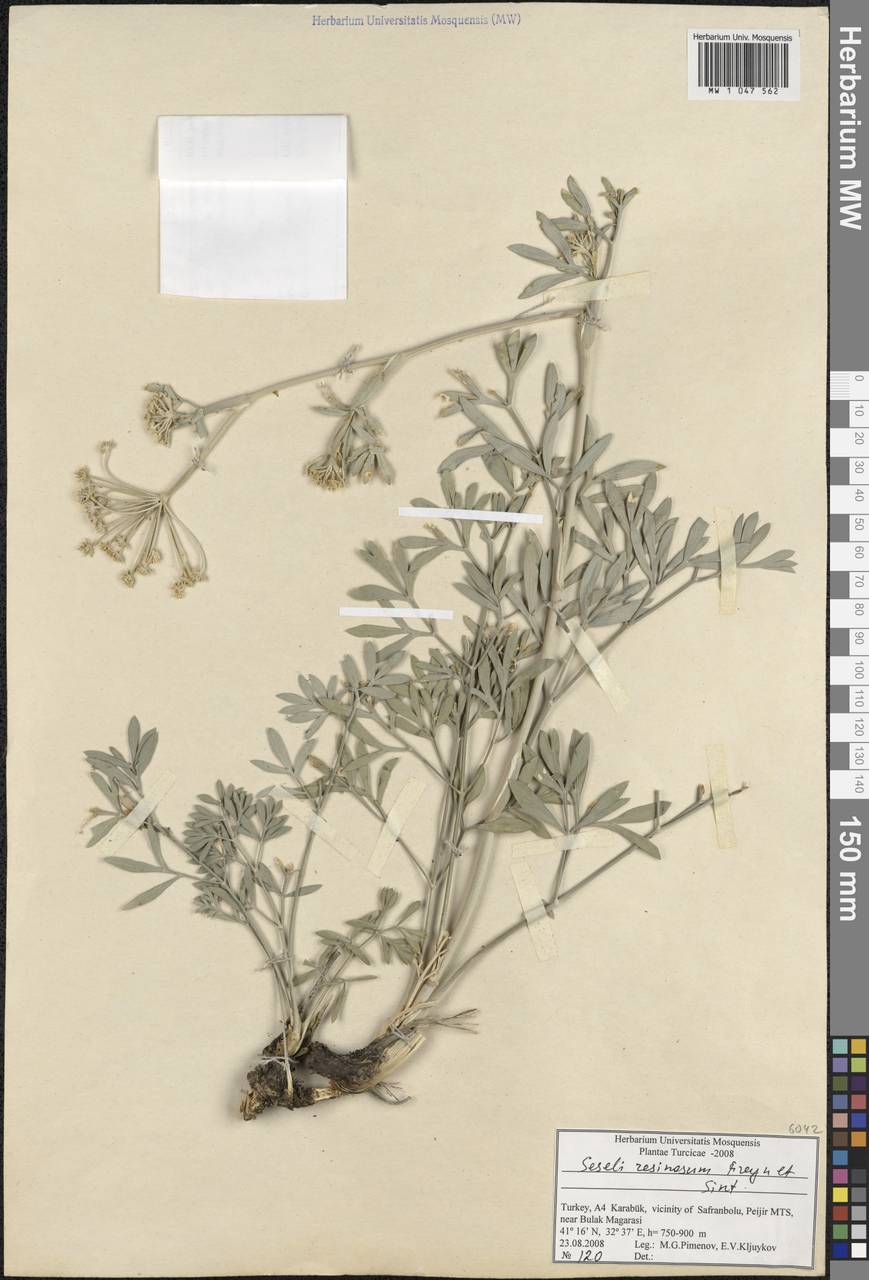 Seseli resinosum Freyn & Sint., South Asia, South Asia (Asia outside ex-Soviet states and Mongolia) (ASIA) (Turkey)