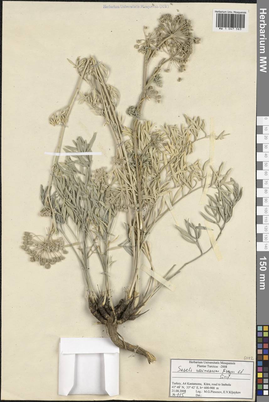 Seseli resinosum Freyn & Sint., South Asia, South Asia (Asia outside ex-Soviet states and Mongolia) (ASIA) (Turkey)