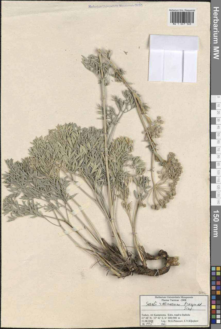 Seseli resinosum Freyn & Sint., South Asia, South Asia (Asia outside ex-Soviet states and Mongolia) (ASIA) (Turkey)