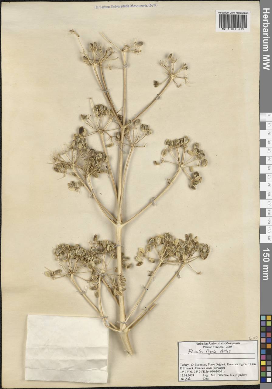 Ferula lycia Boiss., South Asia, South Asia (Asia outside ex-Soviet states and Mongolia) (ASIA) (Turkey)