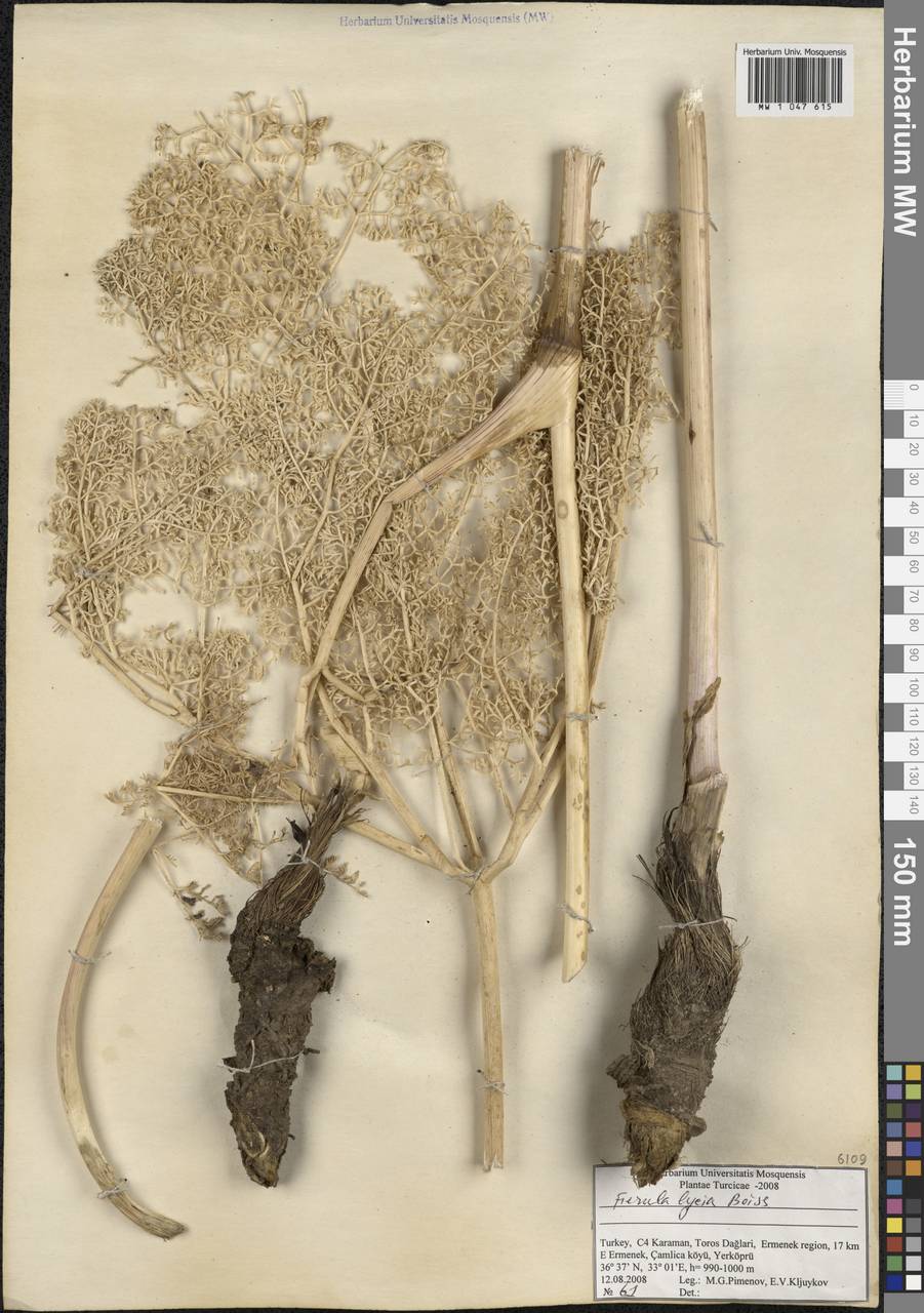 Ferula lycia Boiss., South Asia, South Asia (Asia outside ex-Soviet states and Mongolia) (ASIA) (Turkey)