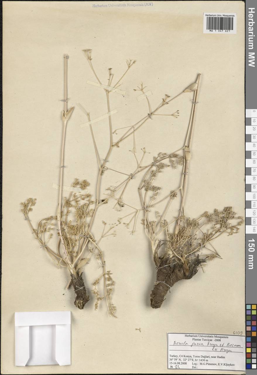 Ferula parva Freyn & Bornm., South Asia, South Asia (Asia outside ex-Soviet states and Mongolia) (ASIA) (Turkey)
