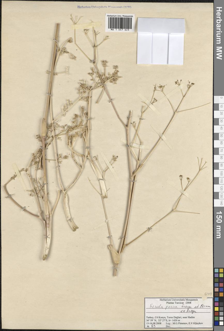 Ferula parva Freyn & Bornm., South Asia, South Asia (Asia outside ex-Soviet states and Mongolia) (ASIA) (Turkey)