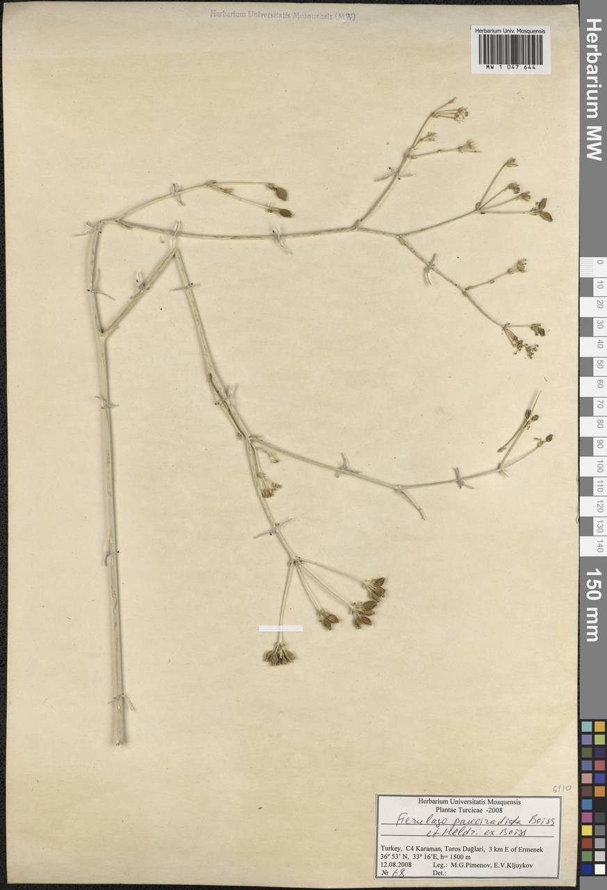 Ferulago armena (DC.) Bernardi, South Asia, South Asia (Asia outside ex-Soviet states and Mongolia) (ASIA) (Turkey)