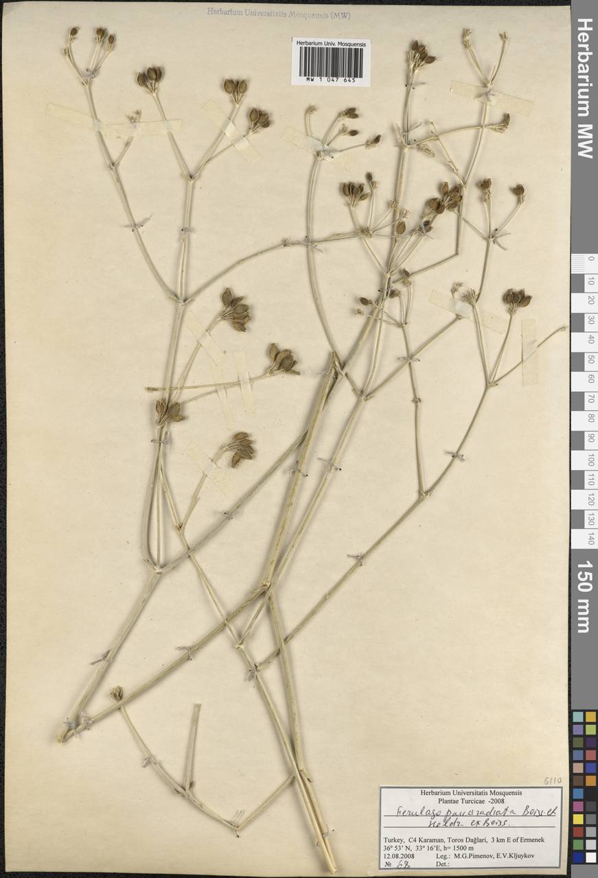 Ferulago armena (DC.) Bernardi, South Asia, South Asia (Asia outside ex-Soviet states and Mongolia) (ASIA) (Turkey)