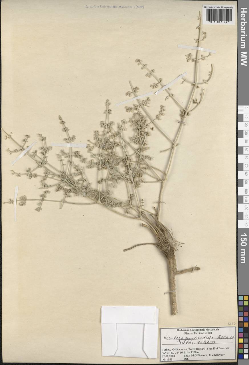 Ferulago armena (DC.) Bernardi, South Asia, South Asia (Asia outside ex-Soviet states and Mongolia) (ASIA) (Turkey)