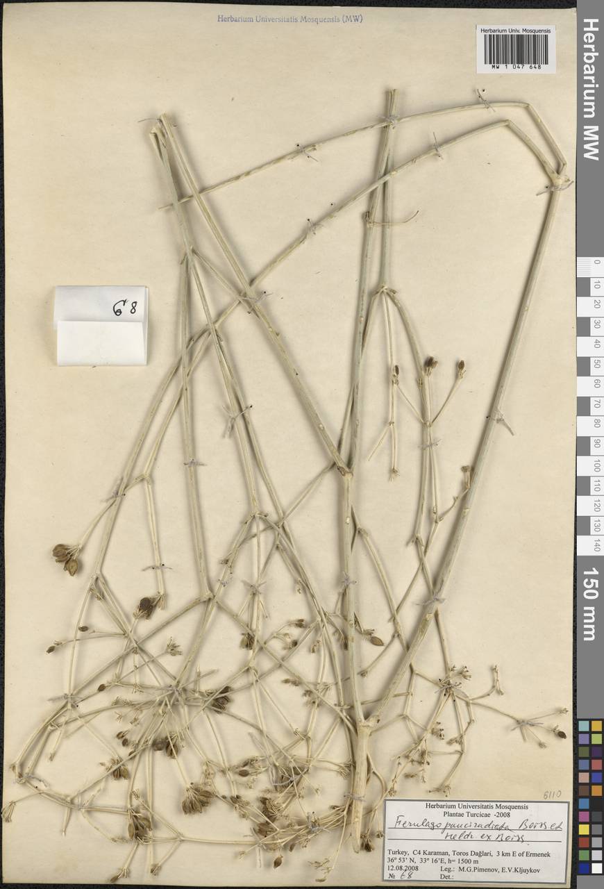 Ferulago armena (DC.) Bernardi, South Asia, South Asia (Asia outside ex-Soviet states and Mongolia) (ASIA) (Turkey)