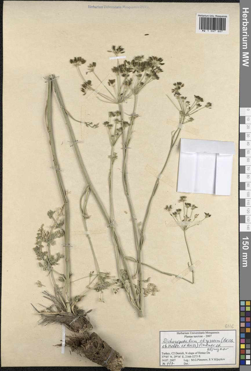 Dichoropetalum chryseum (Boiss. & Heldr.) Pimenov & Kljuykov, South Asia, South Asia (Asia outside ex-Soviet states and Mongolia) (ASIA) (Turkey)