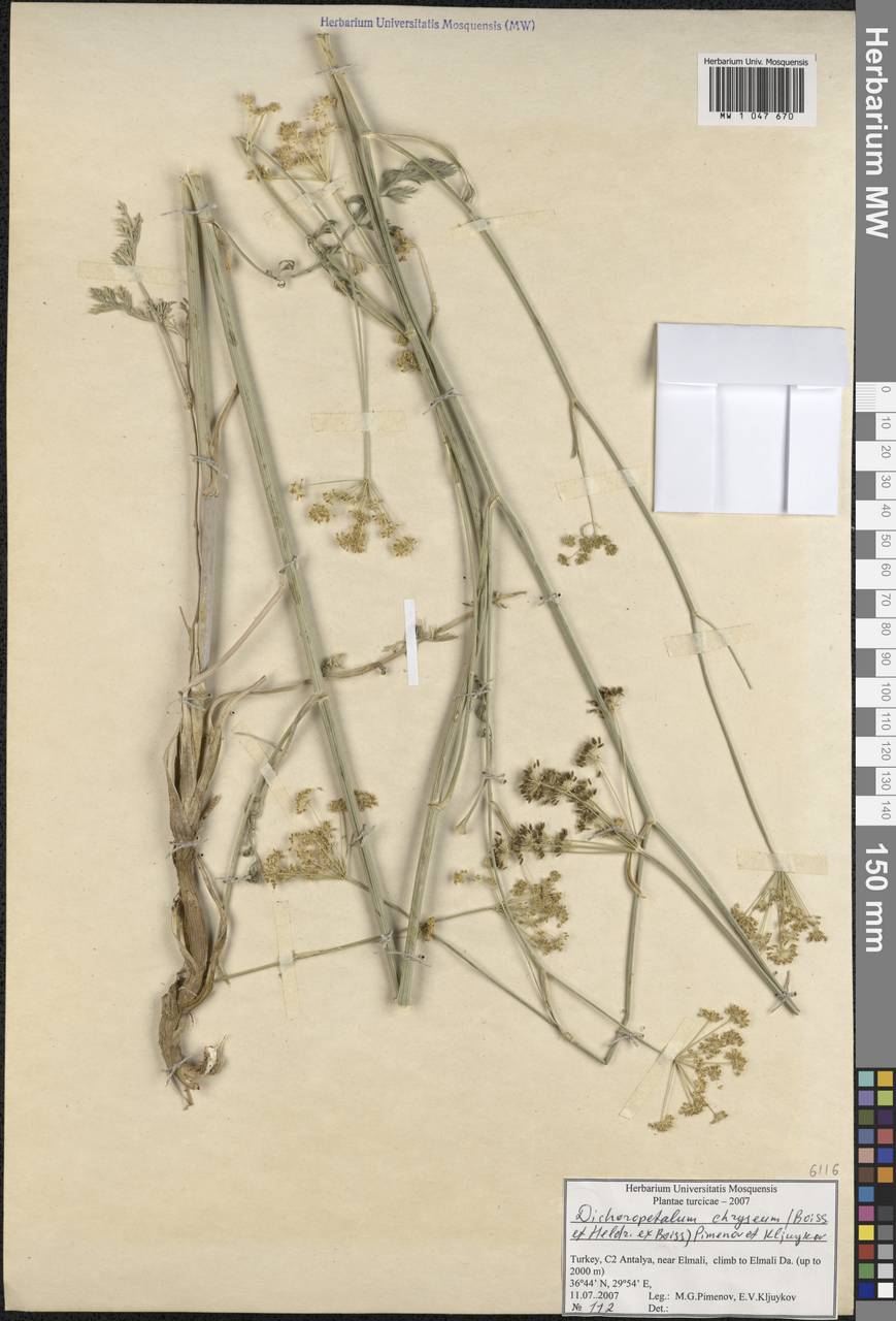 Dichoropetalum chryseum (Boiss. & Heldr.) Pimenov & Kljuykov, South Asia, South Asia (Asia outside ex-Soviet states and Mongolia) (ASIA) (Turkey)
