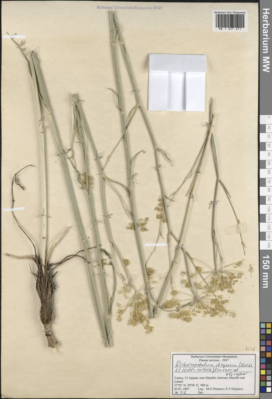 Dichoropetalum chryseum (Boiss. & Heldr.) Pimenov & Kljuykov, South Asia, South Asia (Asia outside ex-Soviet states and Mongolia) (ASIA) (Turkey)