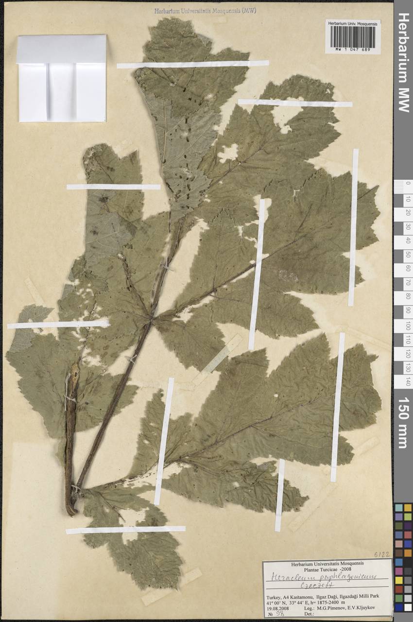 Heracleum paphlagonicum Czeczott, South Asia, South Asia (Asia outside ex-Soviet states and Mongolia) (ASIA) (Turkey)