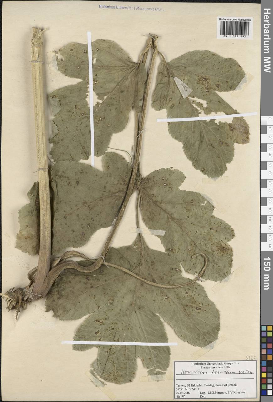 Heracleum sphondylium subsp. ternatum (Velen.) Brummitt, South Asia, South Asia (Asia outside ex-Soviet states and Mongolia) (ASIA) (Turkey)