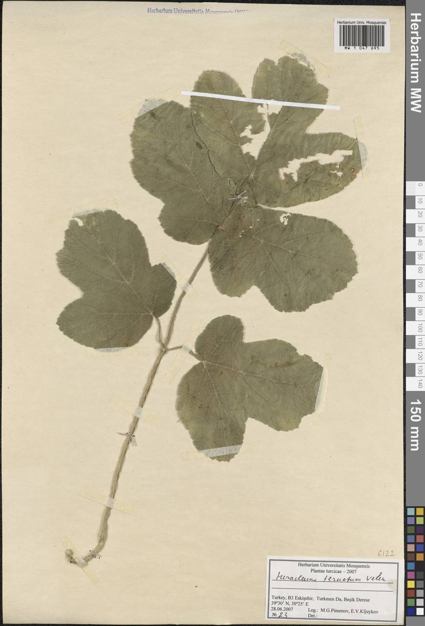 Heracleum sphondylium subsp. ternatum (Velen.) Brummitt, South Asia, South Asia (Asia outside ex-Soviet states and Mongolia) (ASIA) (Turkey)