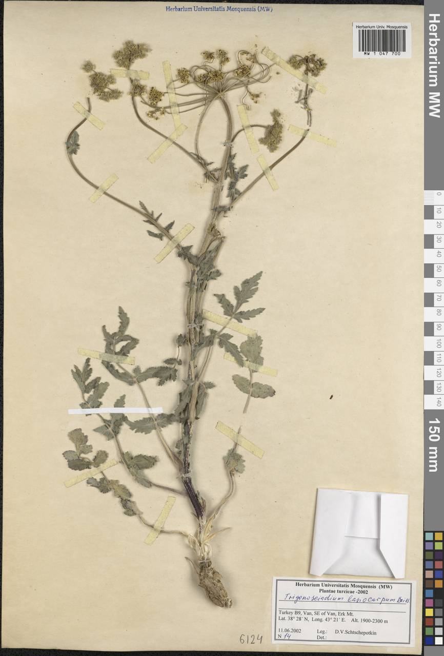 Trigonosciadium lasiocarpum (Boiss.) Alava, South Asia, South Asia (Asia outside ex-Soviet states and Mongolia) (ASIA) (Turkey)