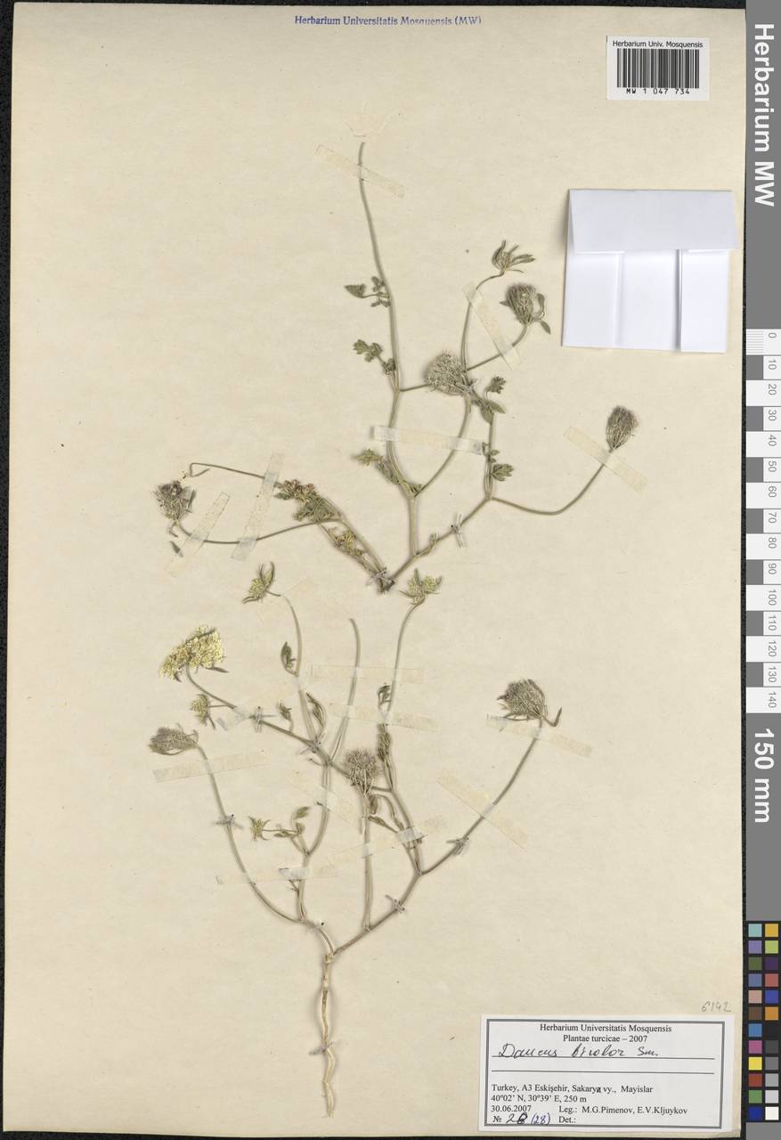 Daucus guttatus subsp. guttatus, South Asia, South Asia (Asia outside ex-Soviet states and Mongolia) (ASIA) (Turkey)