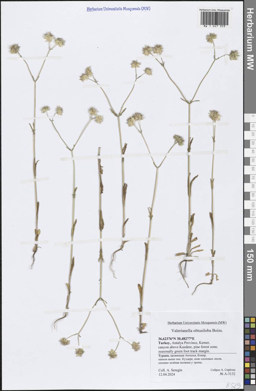 Valerianella obtusiloba Boiss., South Asia, South Asia (Asia outside ex-Soviet states and Mongolia) (ASIA) (Turkey)