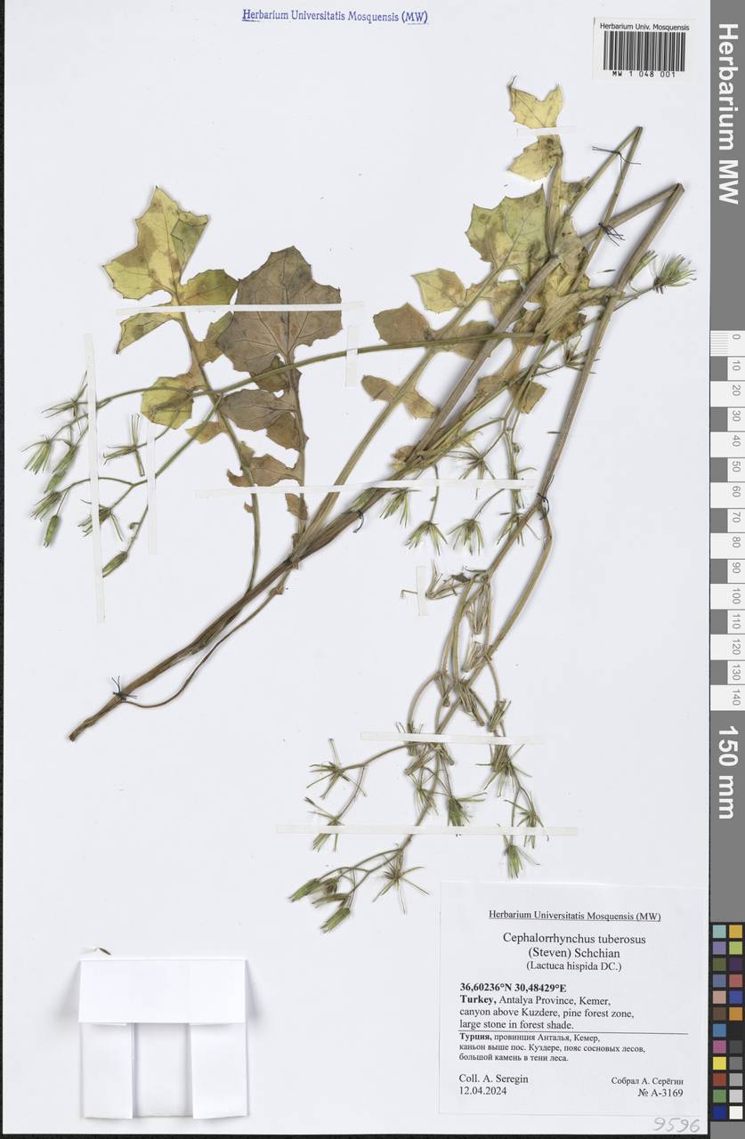 Lactuca hispida DC., South Asia, South Asia (Asia outside ex-Soviet states and Mongolia) (ASIA) (Turkey)