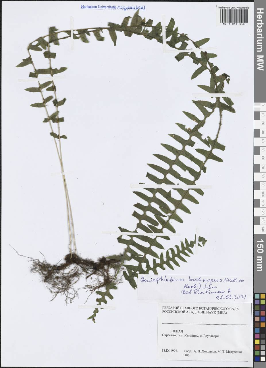 Goniophlebium lachnopus (Wall. ex Hook.) J.Sm., South Asia, South Asia (Asia outside ex-Soviet states and Mongolia) (ASIA) (Nepal)