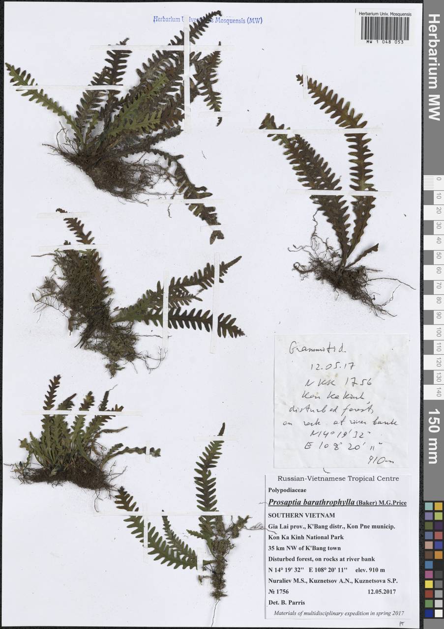 Prosaptia barathrophylla (Baker) M.G.Price, South Asia, South Asia (Asia outside ex-Soviet states and Mongolia) (ASIA) (Vietnam)