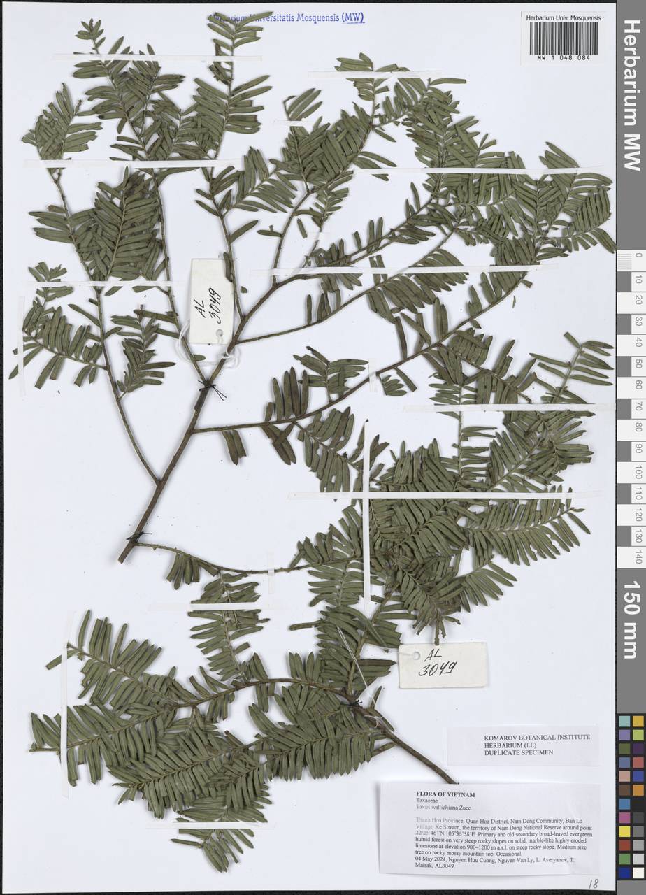 Taxus wallichiana Zucc., South Asia, South Asia (Asia outside ex-Soviet states and Mongolia) (ASIA) (Vietnam)