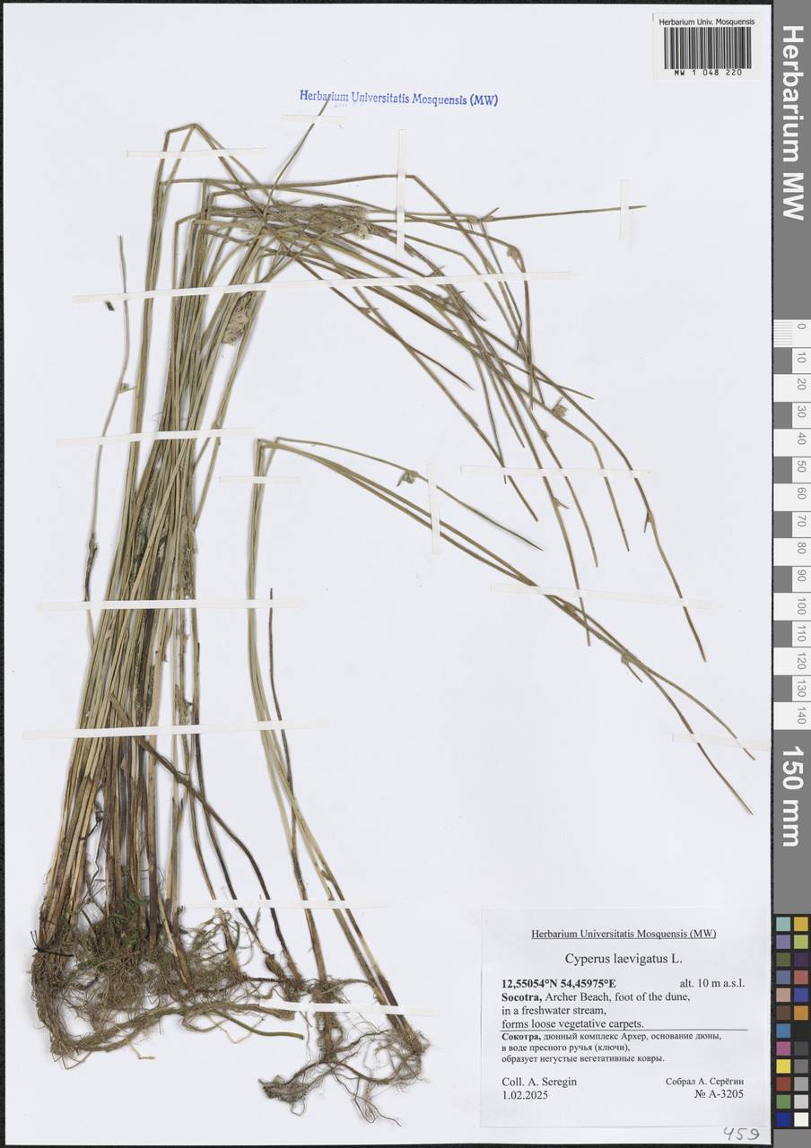 Cyperus laevigatus L., South Asia, South Asia (Asia outside ex-Soviet states and Mongolia) (ASIA) (Yemen)