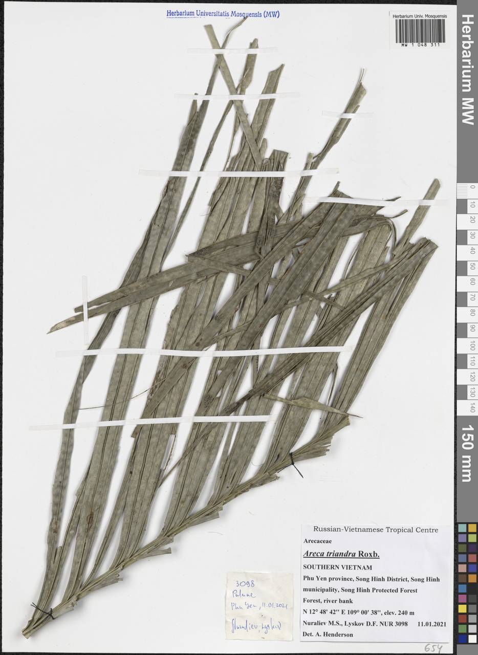 Areca triandra Roxb. ex Buch.-Ham., South Asia, South Asia (Asia outside ex-Soviet states and Mongolia) (ASIA) (Vietnam)