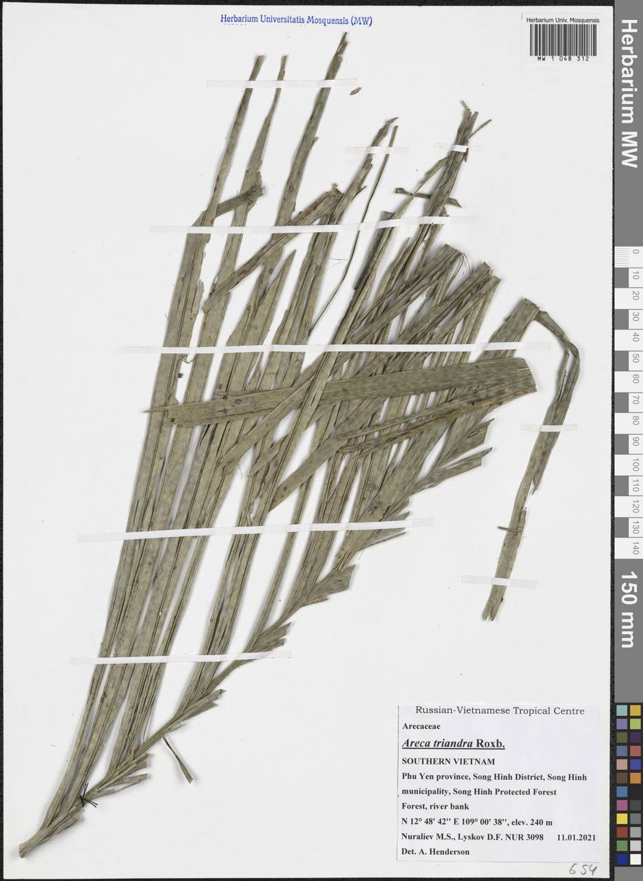 Areca triandra Roxb. ex Buch.-Ham., South Asia, South Asia (Asia outside ex-Soviet states and Mongolia) (ASIA) (Vietnam)