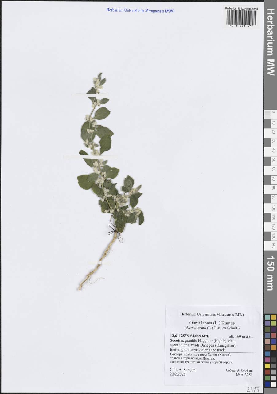 Ouret lanata (L.) Kuntze, South Asia, South Asia (Asia outside ex-Soviet states and Mongolia) (ASIA) (Yemen)