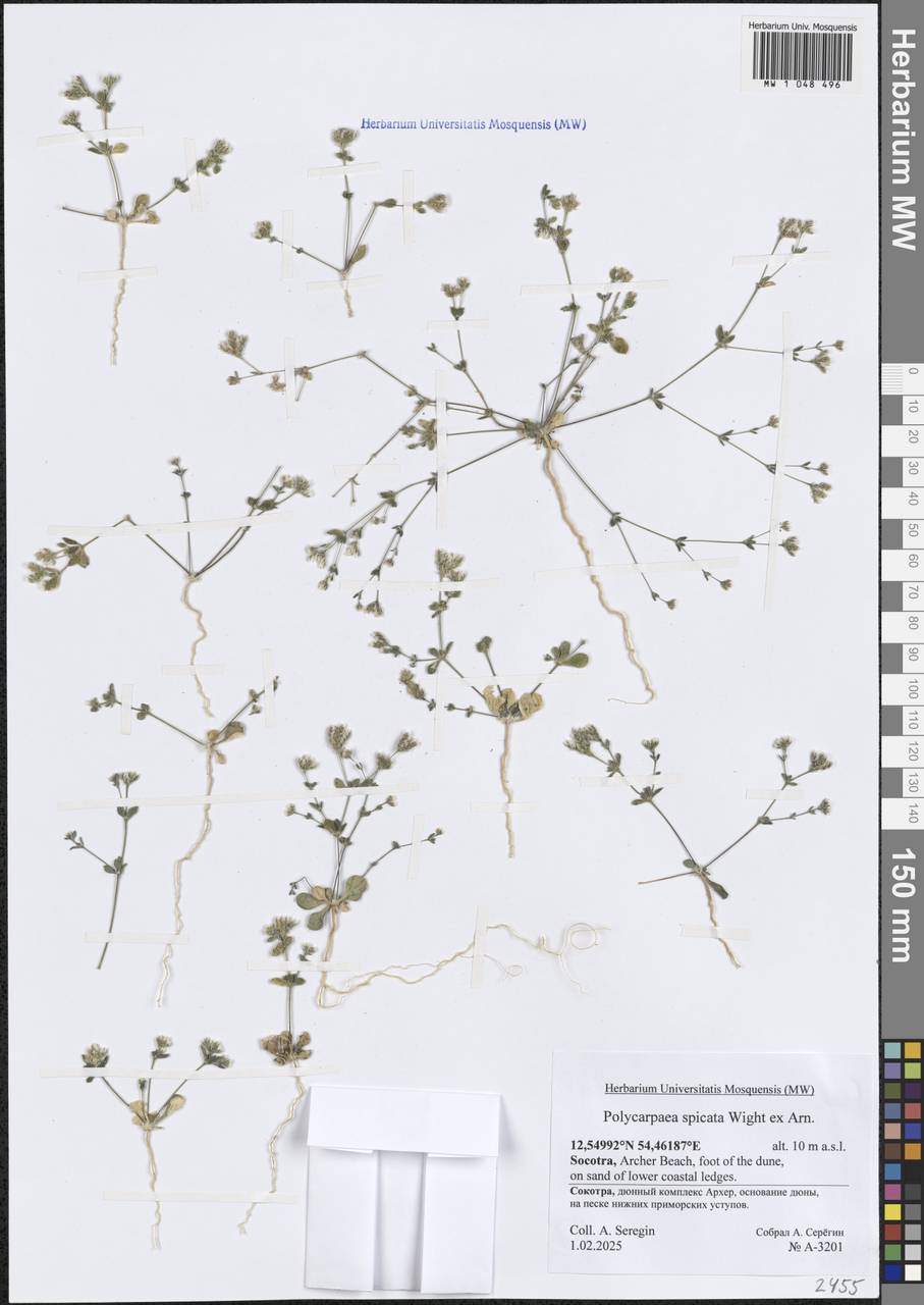 Polycarpaea spicata Arn., South Asia, South Asia (Asia outside ex-Soviet states and Mongolia) (ASIA) (Yemen)