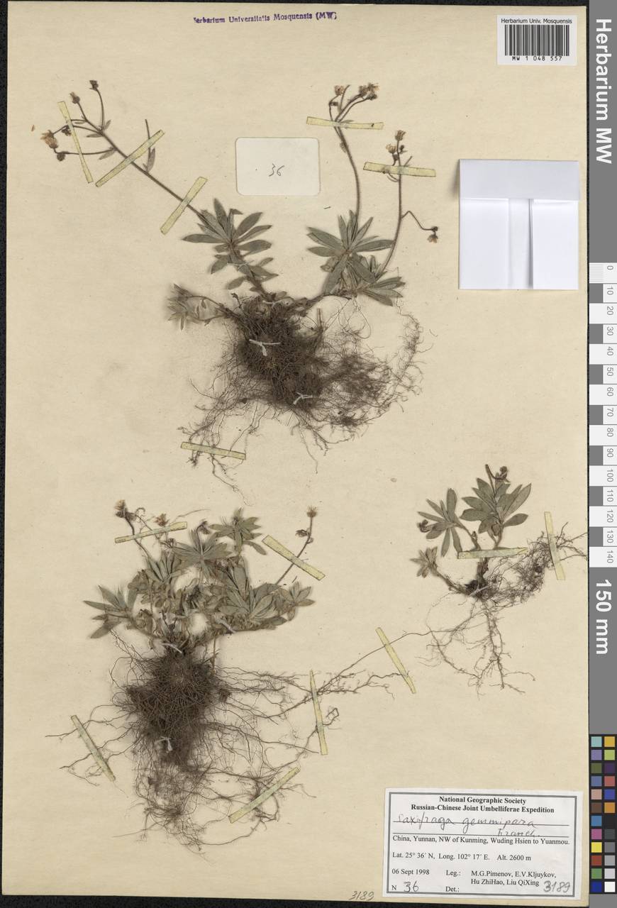 Saxifraga gemmipara Franch., South Asia, South Asia (Asia outside ex-Soviet states and Mongolia) (ASIA) (China)