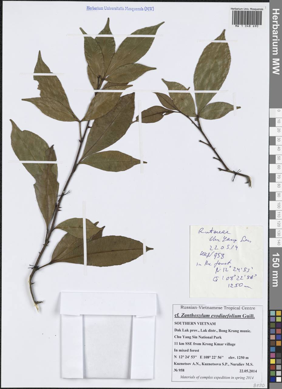 Zanthoxylum evodiaefolium, South Asia, South Asia (Asia outside ex-Soviet states and Mongolia) (ASIA) (Vietnam)