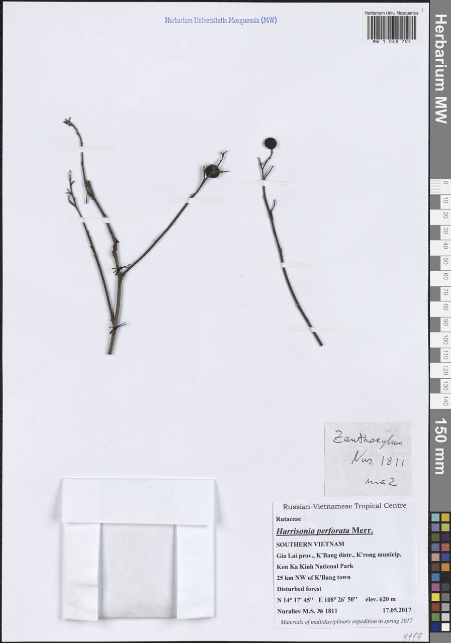 Harrisonia perforata (Blanco) Merr., South Asia, South Asia (Asia outside ex-Soviet states and Mongolia) (ASIA) (Vietnam)