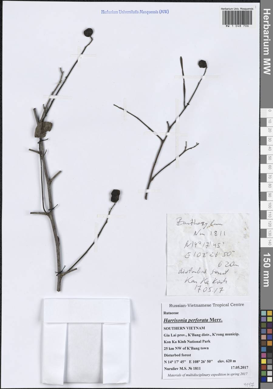 Harrisonia perforata (Blanco) Merr., South Asia, South Asia (Asia outside ex-Soviet states and Mongolia) (ASIA) (Vietnam)