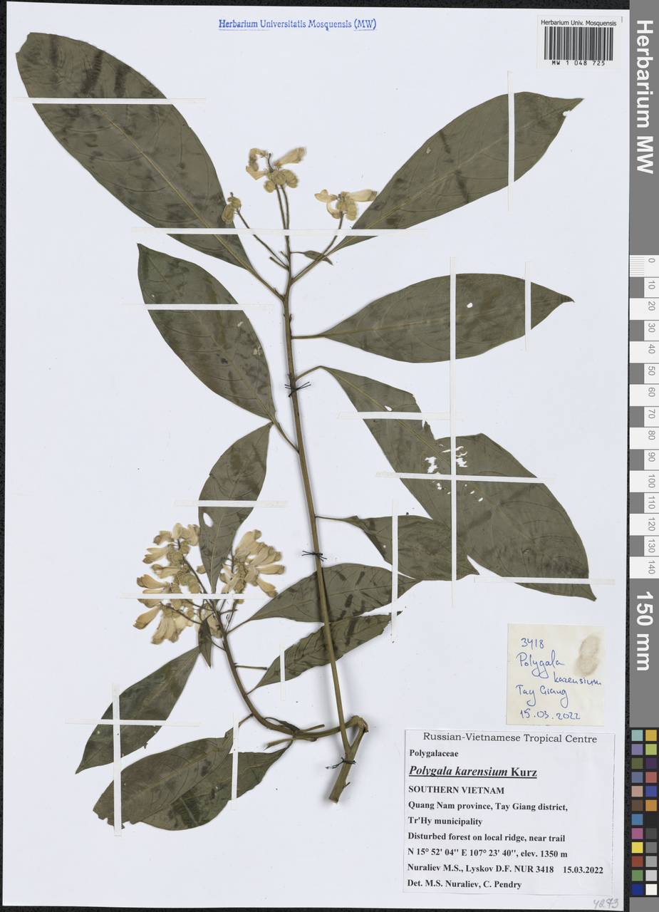 Polygala karensium Kurz, South Asia, South Asia (Asia outside ex-Soviet states and Mongolia) (ASIA) (Vietnam)