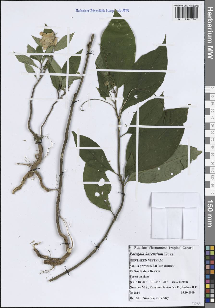 Polygala karensium Kurz, South Asia, South Asia (Asia outside ex-Soviet states and Mongolia) (ASIA) (Vietnam)