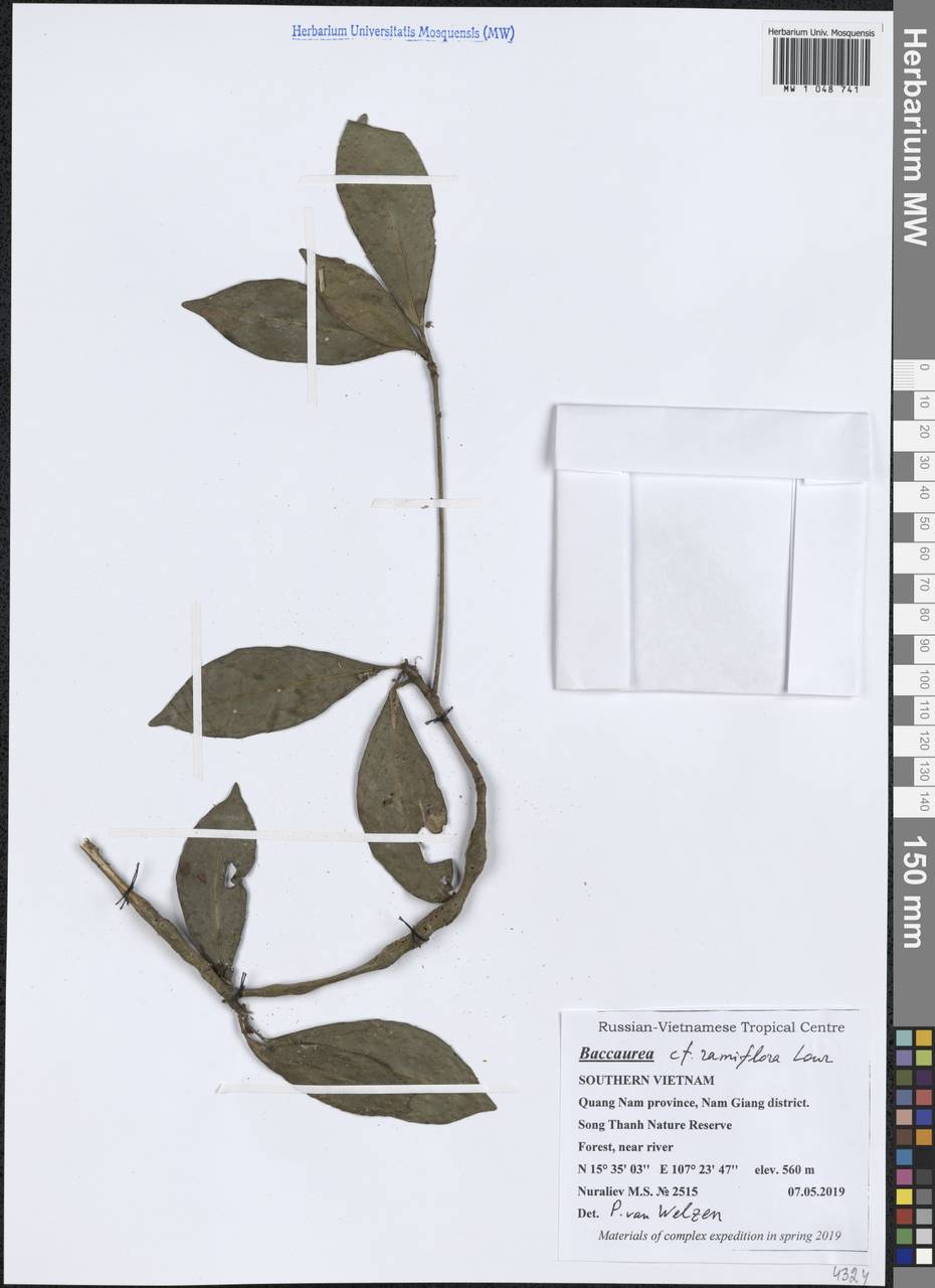 Baccaurea ramiflora Lour., South Asia, South Asia (Asia outside ex-Soviet states and Mongolia) (ASIA) (Vietnam)