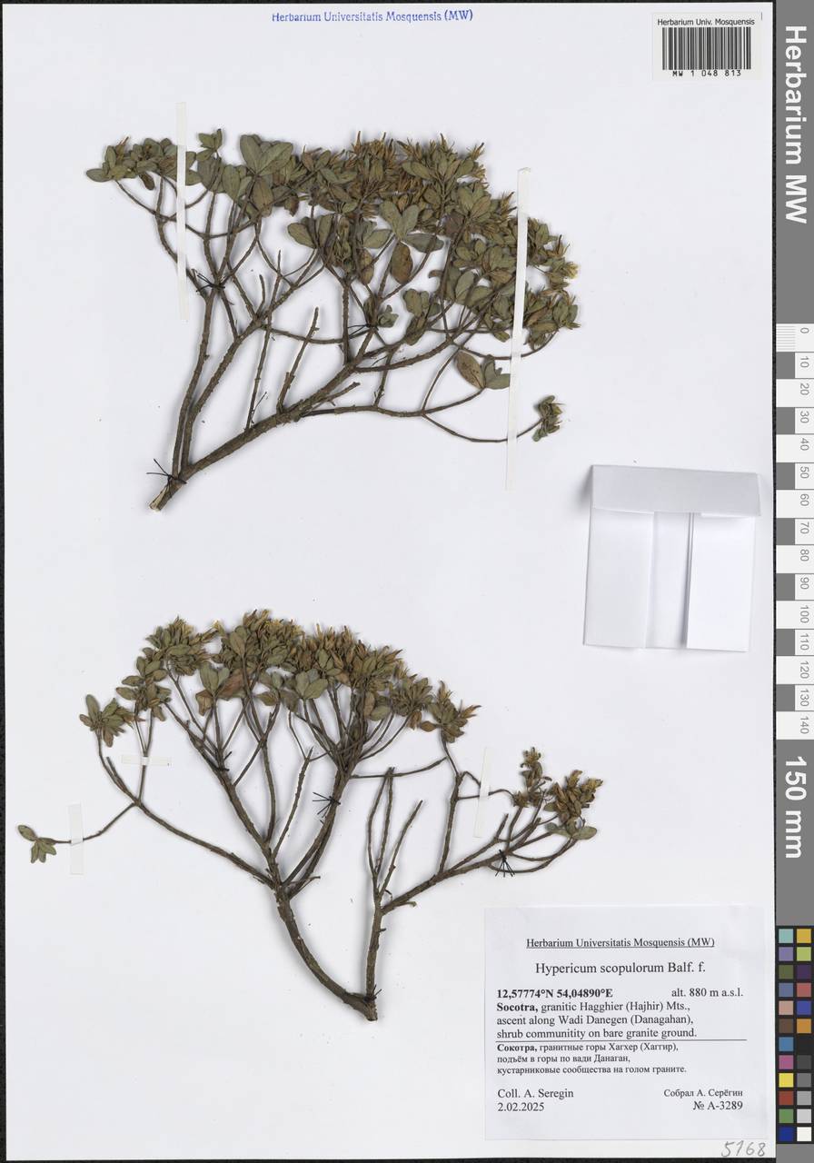 Hypericum scopulorum Balf.fil., South Asia, South Asia (Asia outside ex-Soviet states and Mongolia) (ASIA) (Yemen)