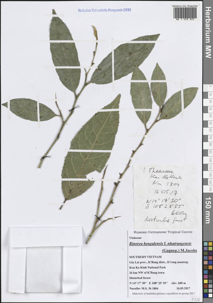 Rinorea bengalensis (Wall.) Kuntze, South Asia, South Asia (Asia outside ex-Soviet states and Mongolia) (ASIA) (Vietnam)