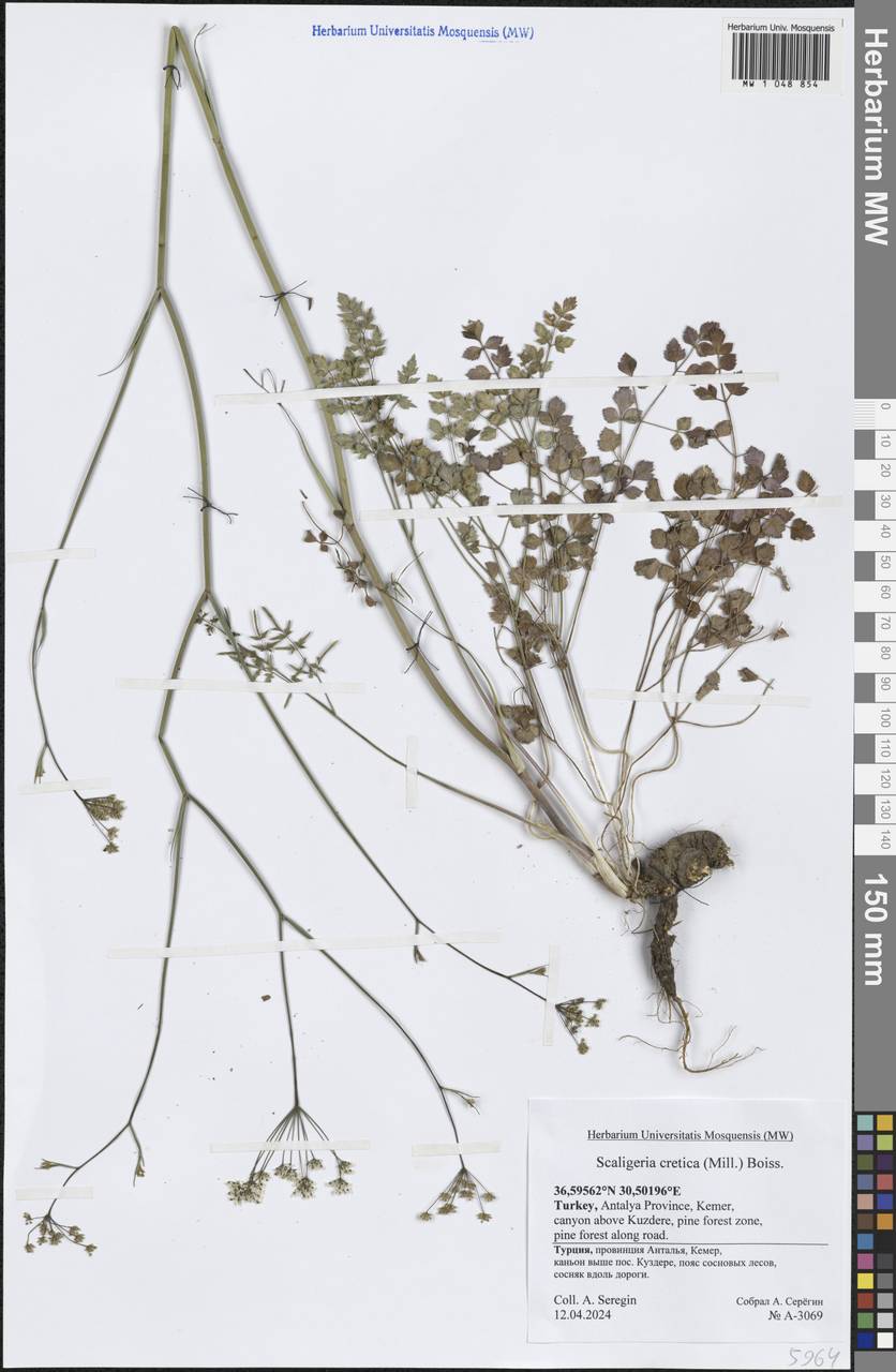 Scaligeria napiformis (Willd. ex Spreng.) Grande, South Asia, South Asia (Asia outside ex-Soviet states and Mongolia) (ASIA) (Turkey)