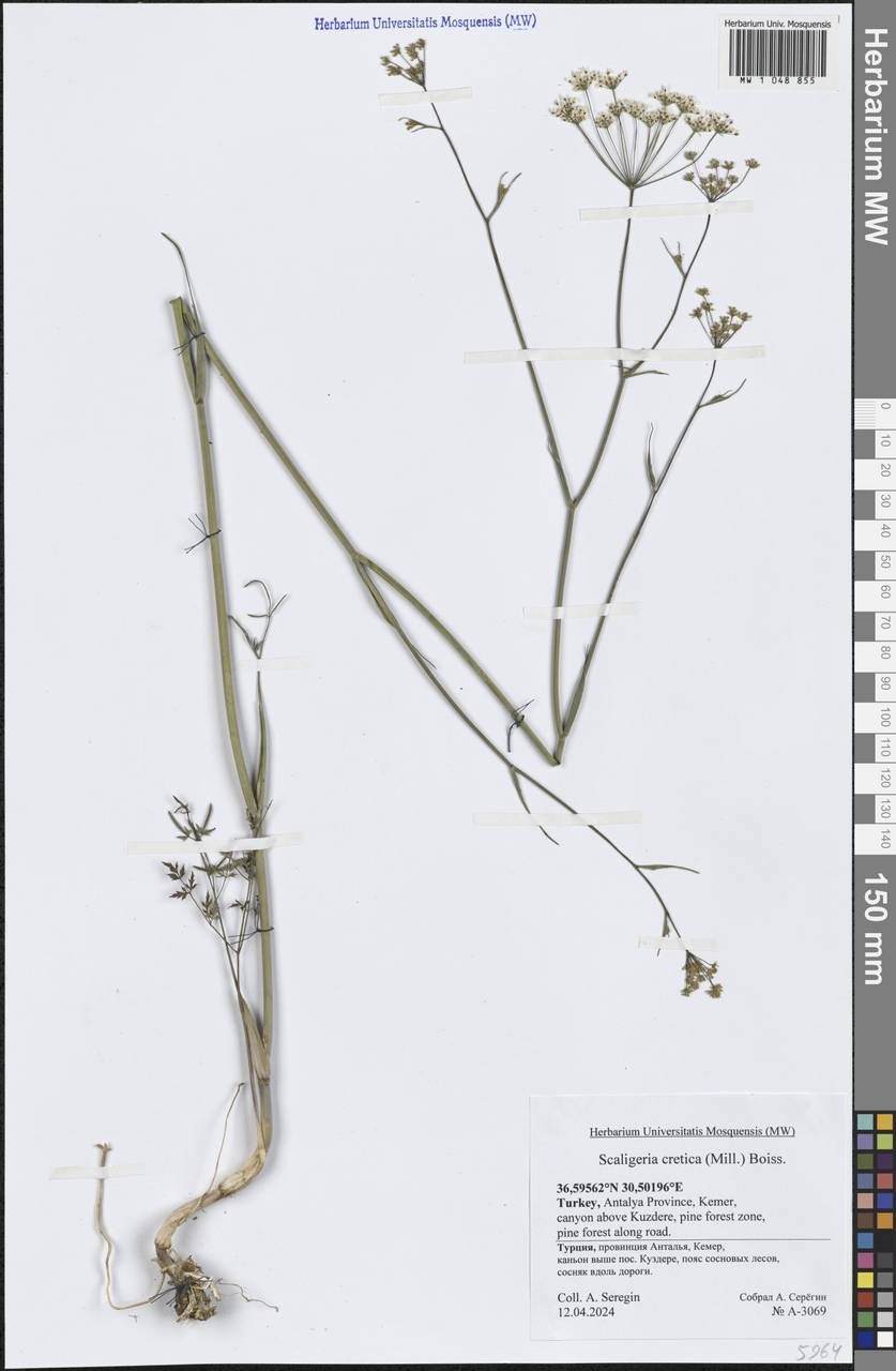 Scaligeria napiformis (Willd. ex Spreng.) Grande, South Asia, South Asia (Asia outside ex-Soviet states and Mongolia) (ASIA) (Turkey)