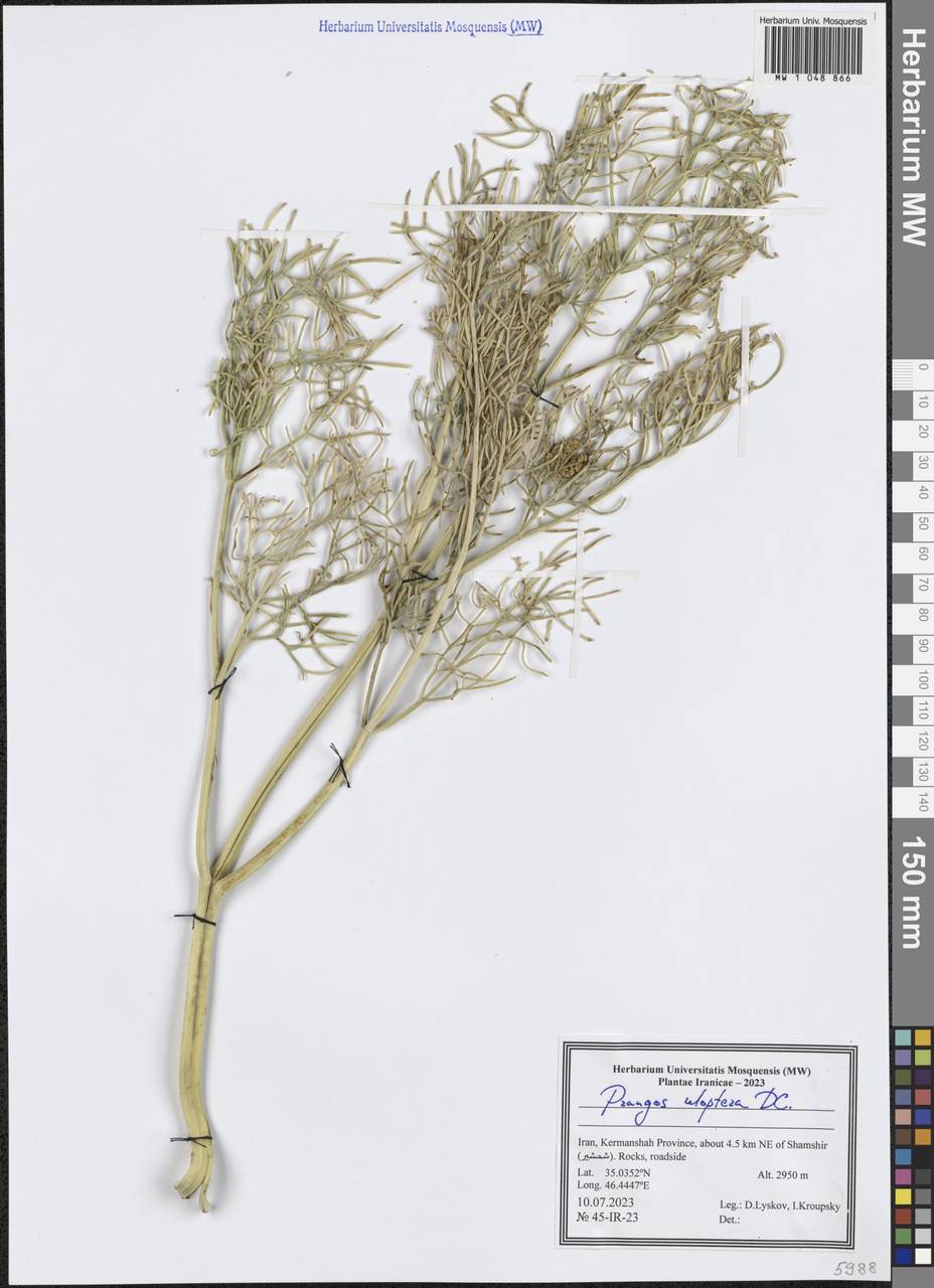 Prangos uloptera DC., South Asia, South Asia (Asia outside ex-Soviet states and Mongolia) (ASIA) (Iran)