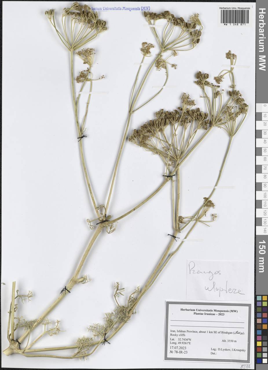 Prangos uloptera DC., South Asia, South Asia (Asia outside ex-Soviet states and Mongolia) (ASIA) (Iran)