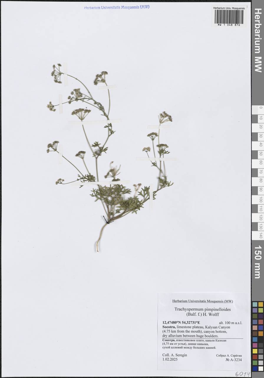 Trachyspermum pimpinelloides H.Wolff, South Asia, South Asia (Asia outside ex-Soviet states and Mongolia) (ASIA) (Yemen)