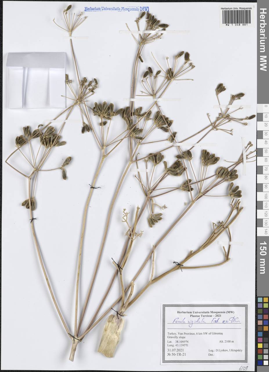 Ferula rigidula DC., South Asia, South Asia (Asia outside ex-Soviet states and Mongolia) (ASIA) (Turkey)